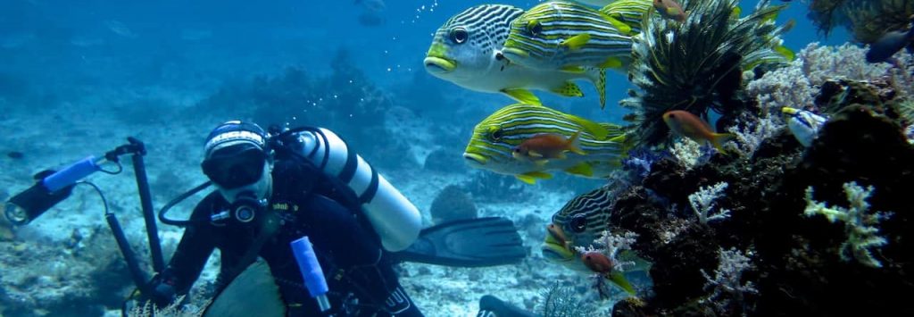 Padi Dive Course