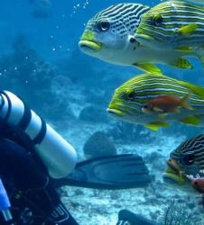 Raja Ampat Diving
