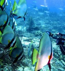 Diving