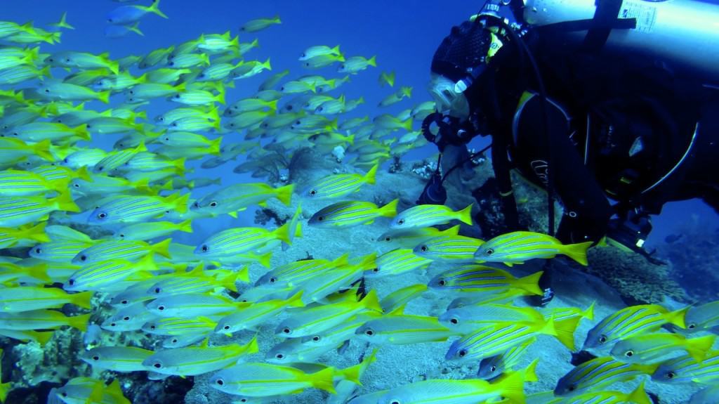 Always Safe Diving Practices