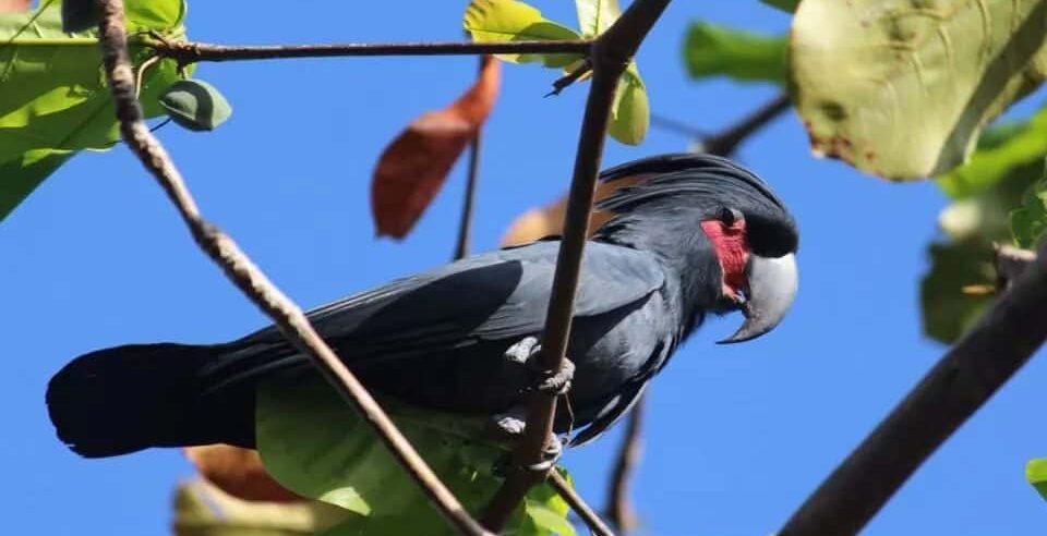 Birds Watching Activity In Raja Ampat