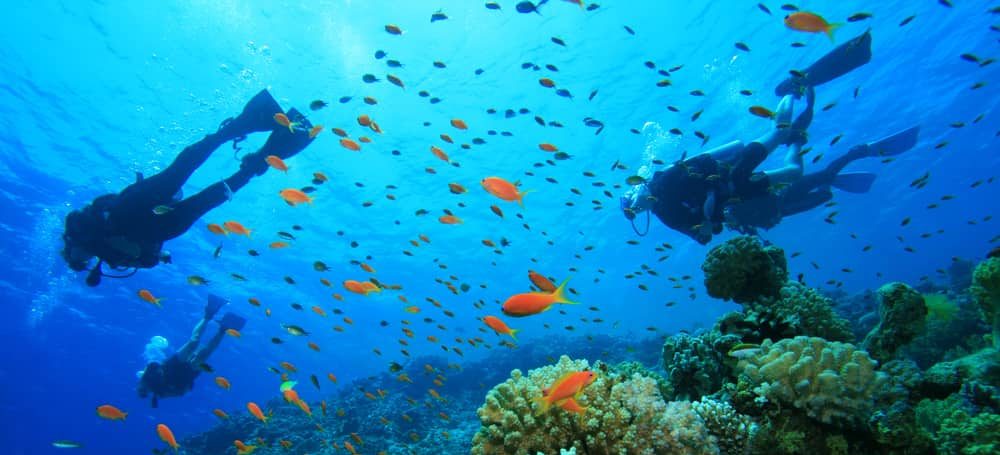 Raja Ampat Diving Is Amazing