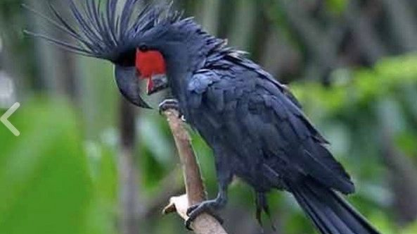 King Parrot In Raja Ampat