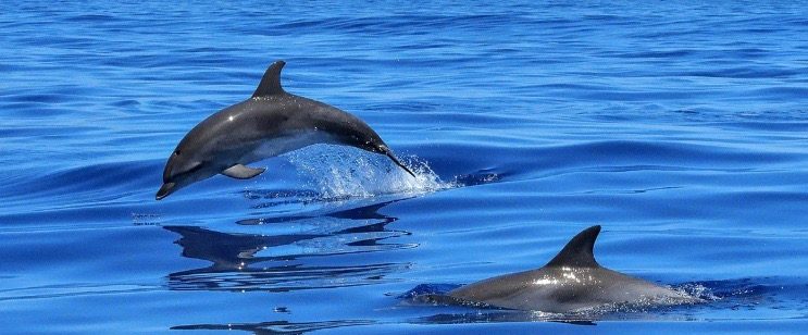 Dolphin Every Where In Raja Ampat