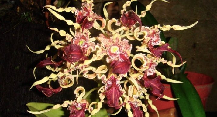 Hunting Varieties Of Papua Orchids