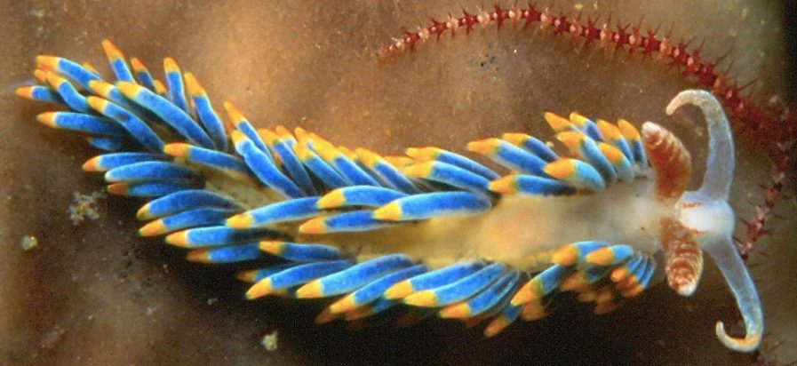 Nudibranch In Raja Ampat