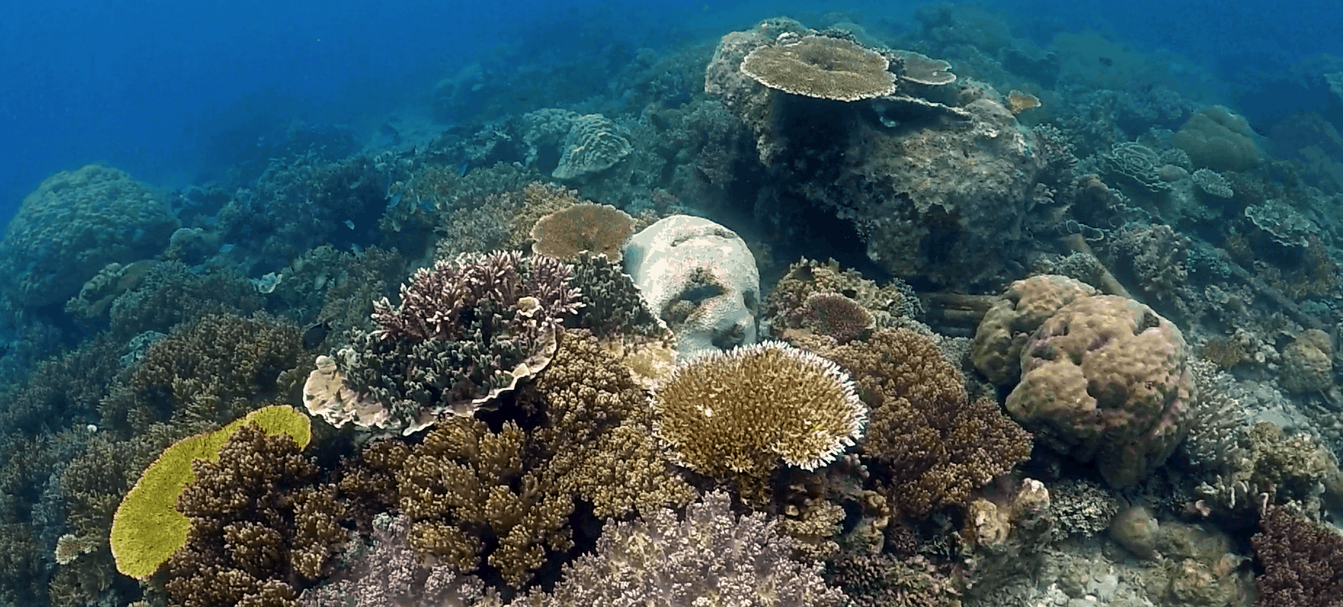 Raja Ampat Marine Biota