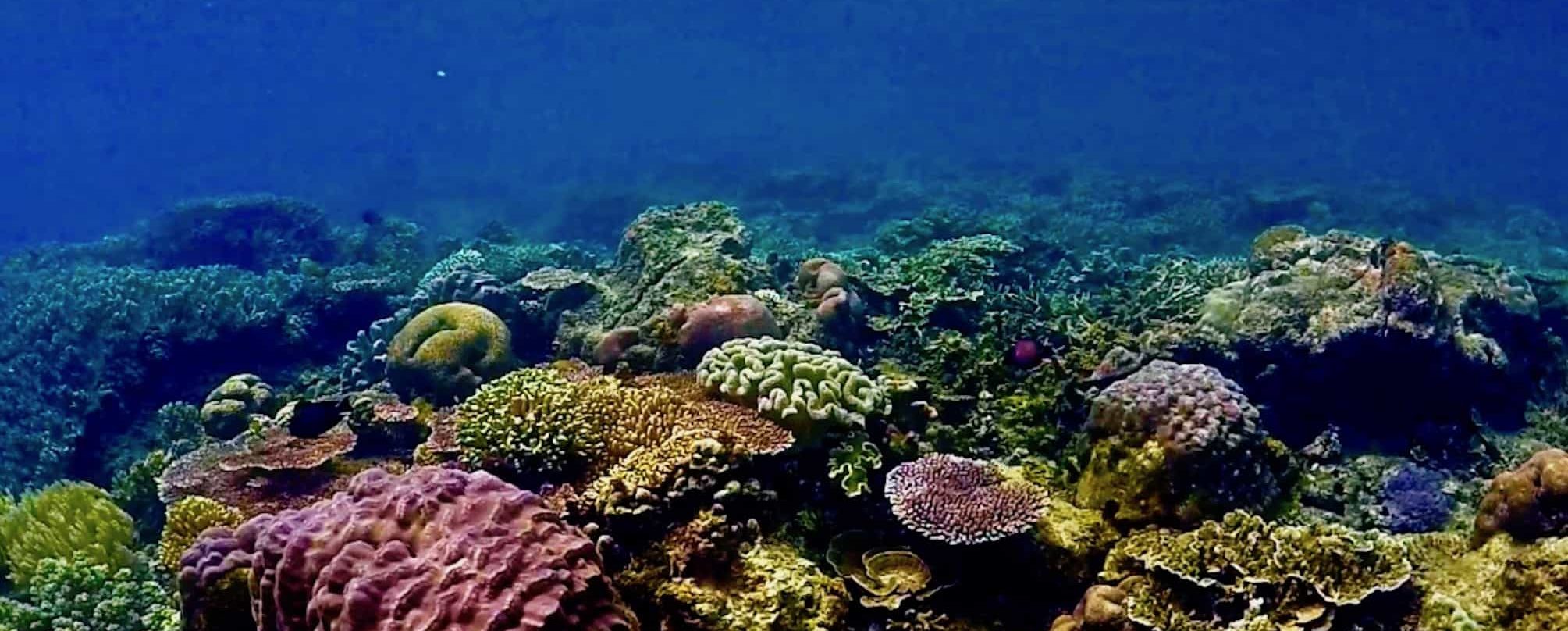 Coral Reef Conservation Raja Ampat