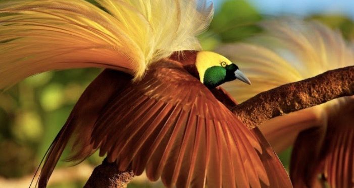 Cendrawasih, Birds Of Paradise