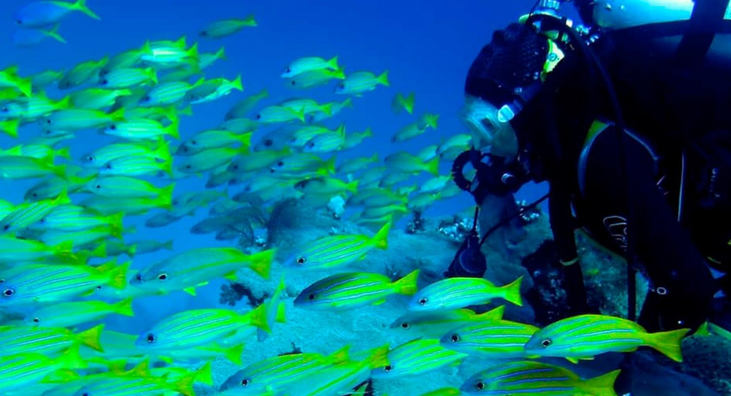 King Sea Fish Raja Ampat