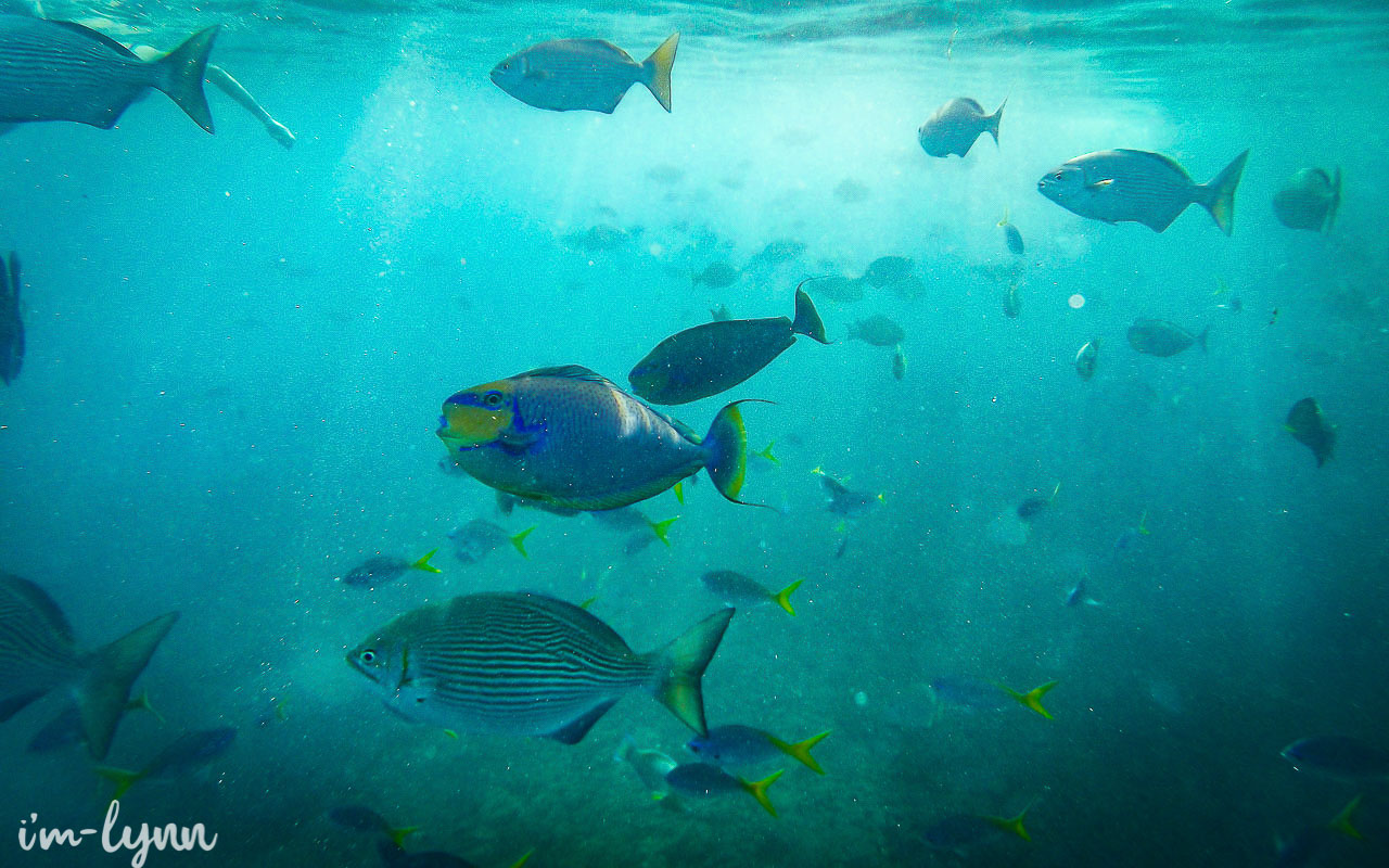 Scuba Diving In Raja Ampat