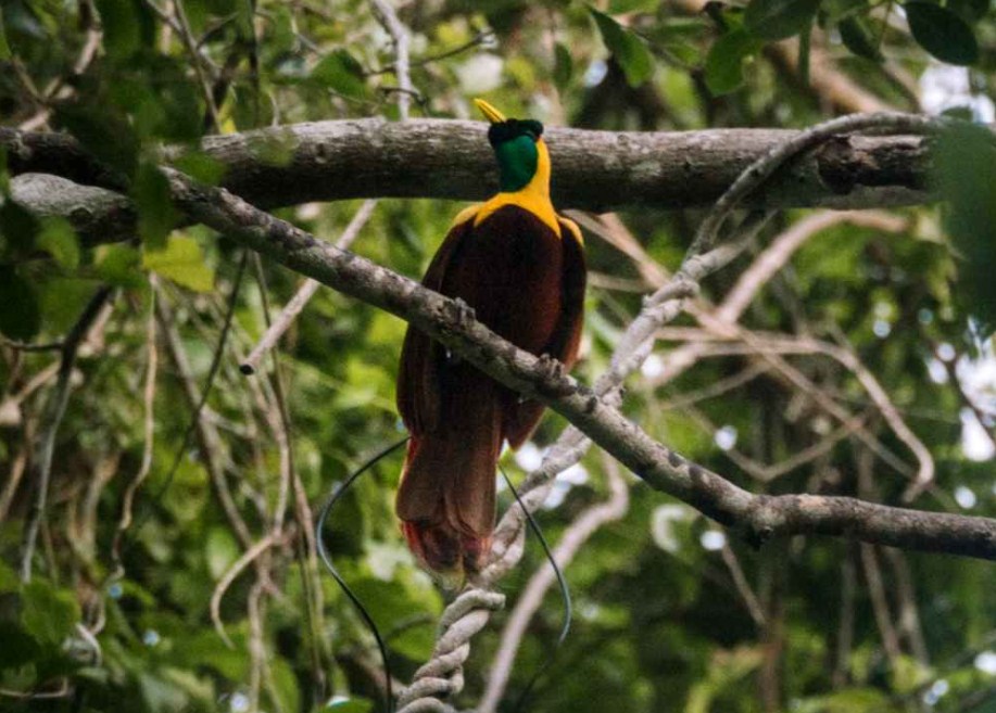 Birds of Paradise